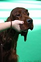 Crufts2011 574